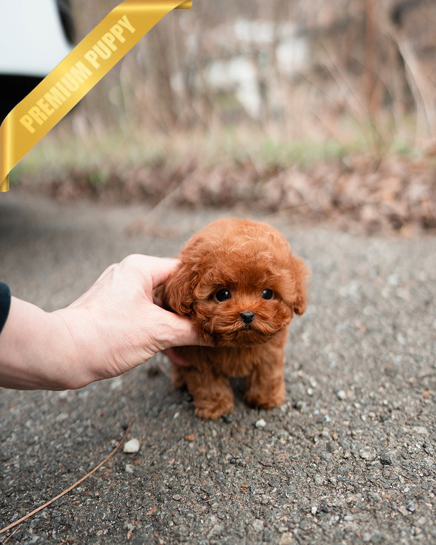 Bailey, a Poodle puppy