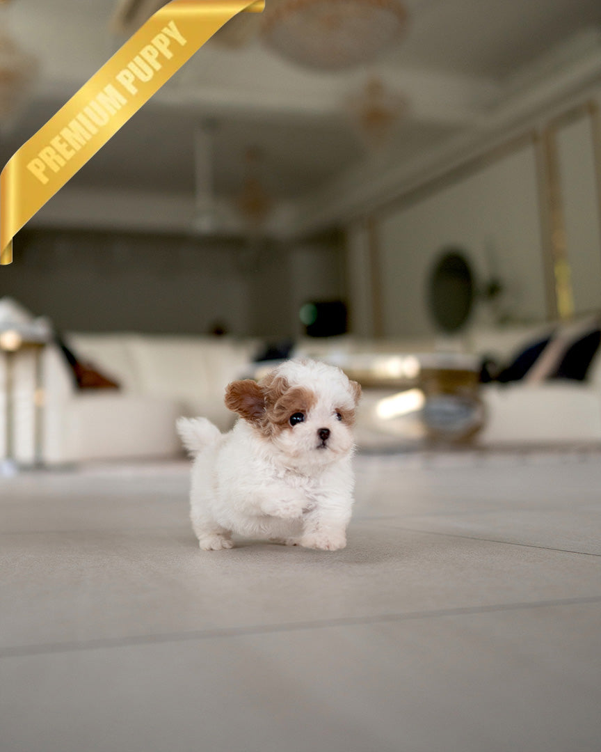 Bambi, a Maltipoo puppy