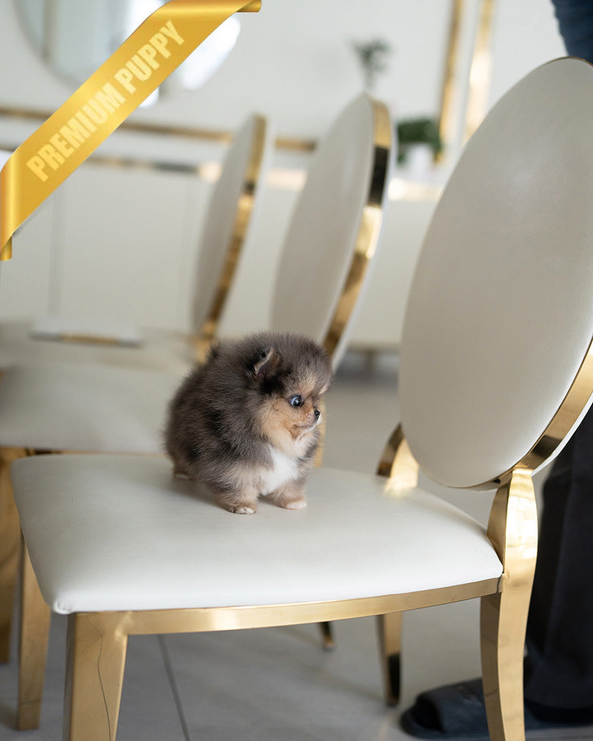 Bambi, a Pomeranian puppy
