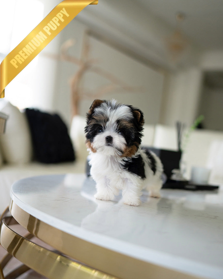 Baxter, a Biewer Terrier puppy