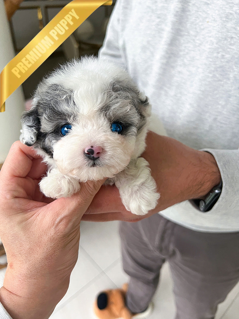 Beau, a Poodle puppy