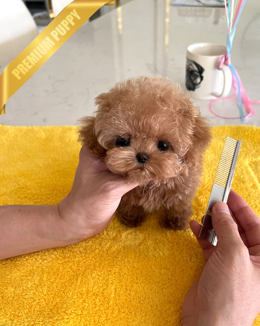 Bennett, a Poodle puppy