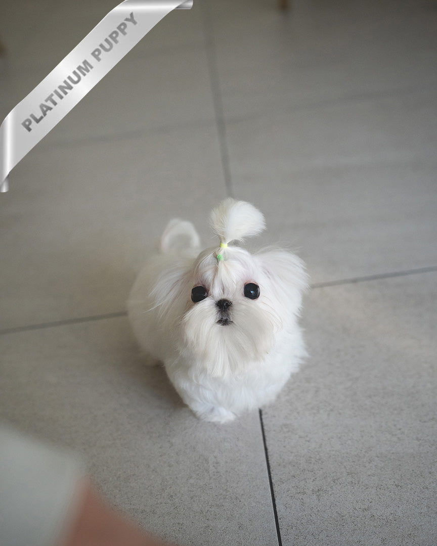 Bentley, a Maltese puppy