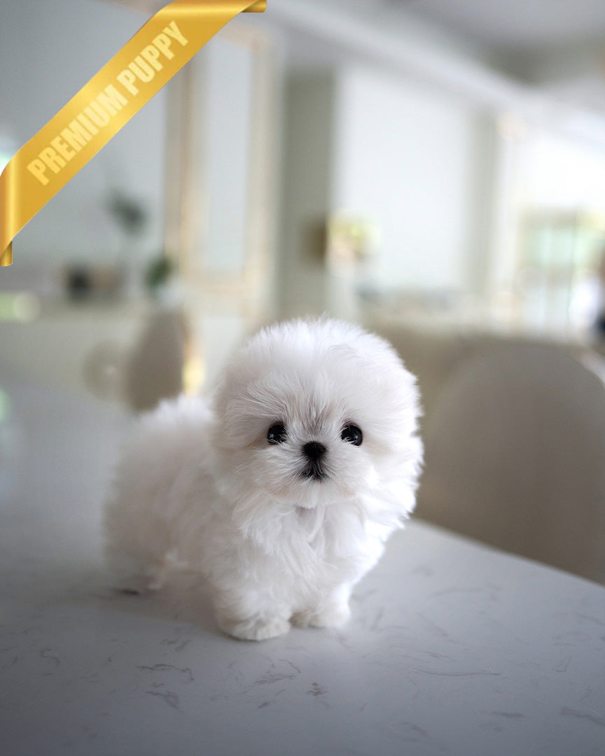 Bentley, a Maltese puppy