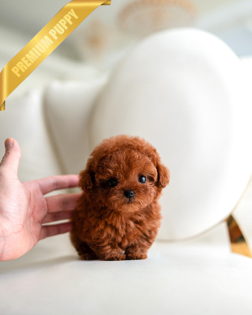 Berry, a Poodle puppy