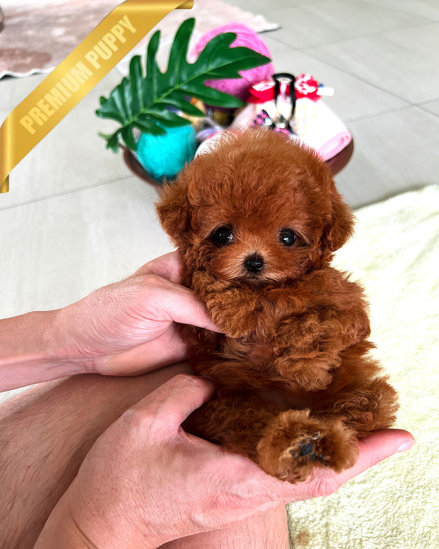Berry, a Poodle puppy