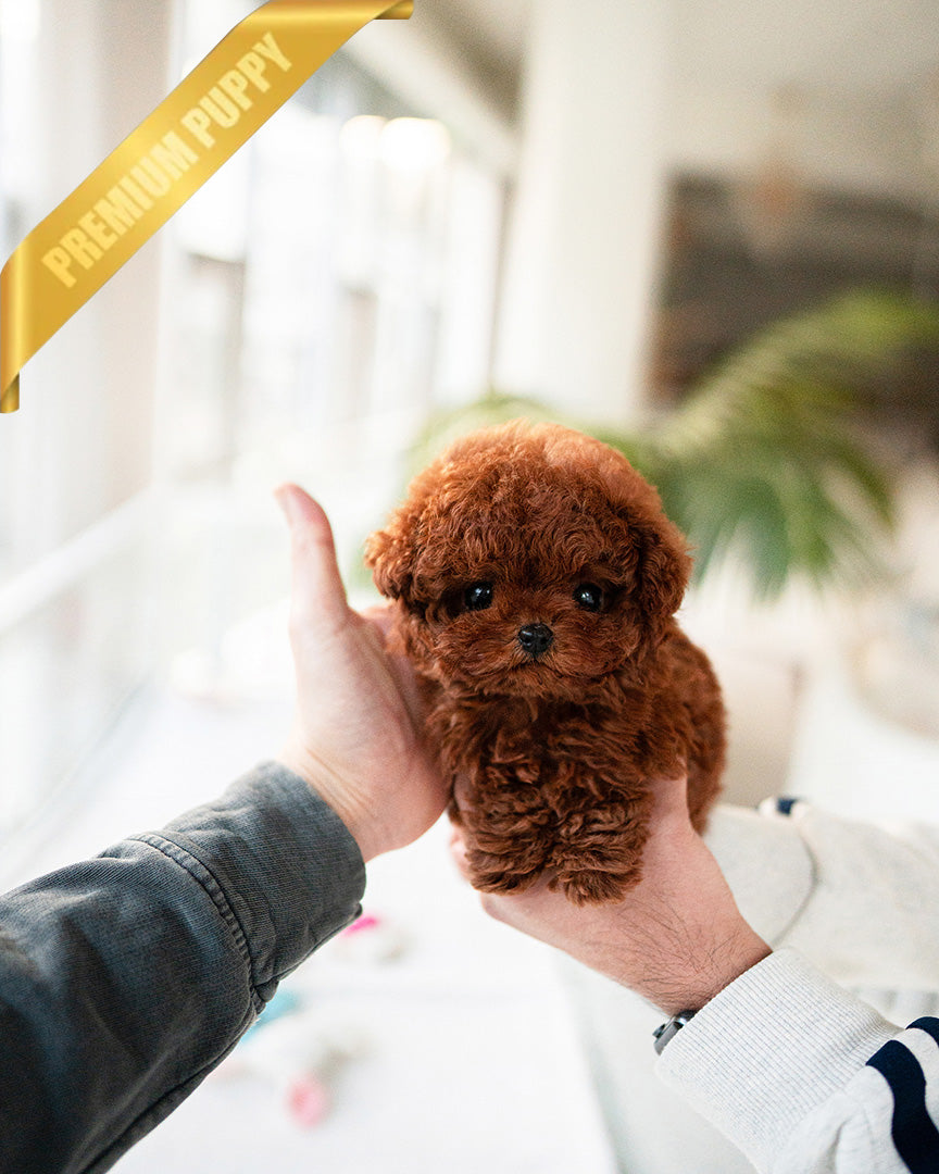 Berry, a Poodle puppy