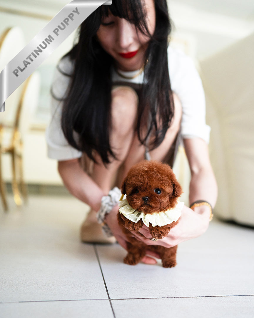 Berry, a Poodle puppy