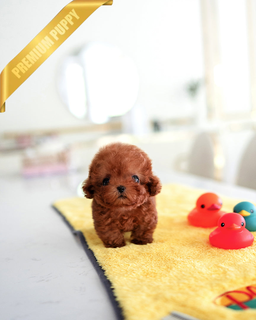 Berry, a Poodle puppy