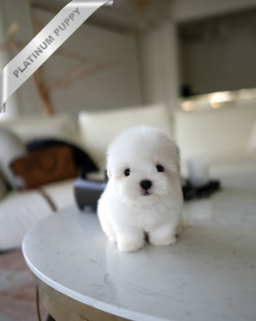 Bianca, a Coton De Tulear puppy