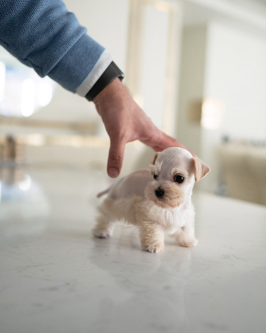 Bianca, a Mini Schnauzer puppy