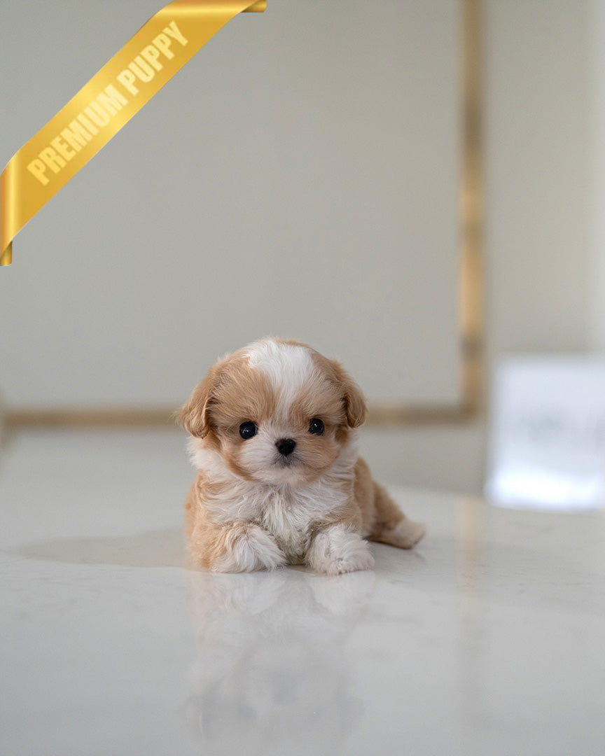 Biscuit, a Maltipoo puppy