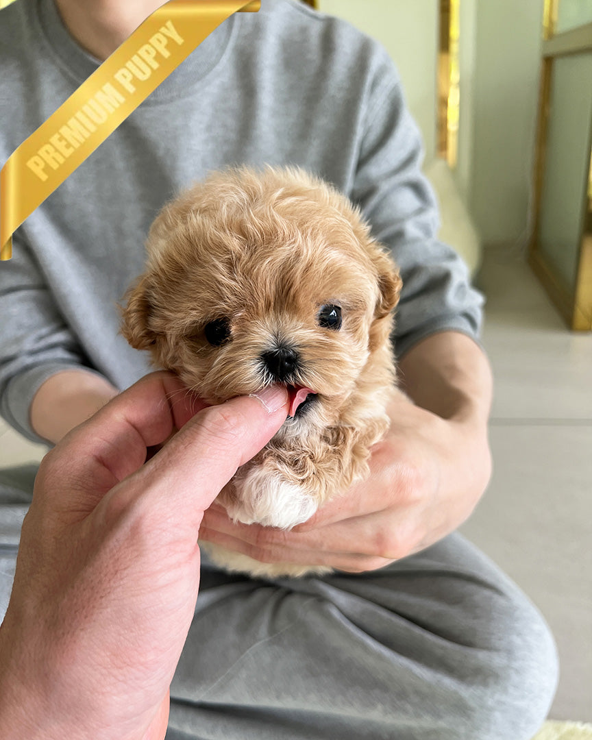 Biscuit, a Maltipoo puppy