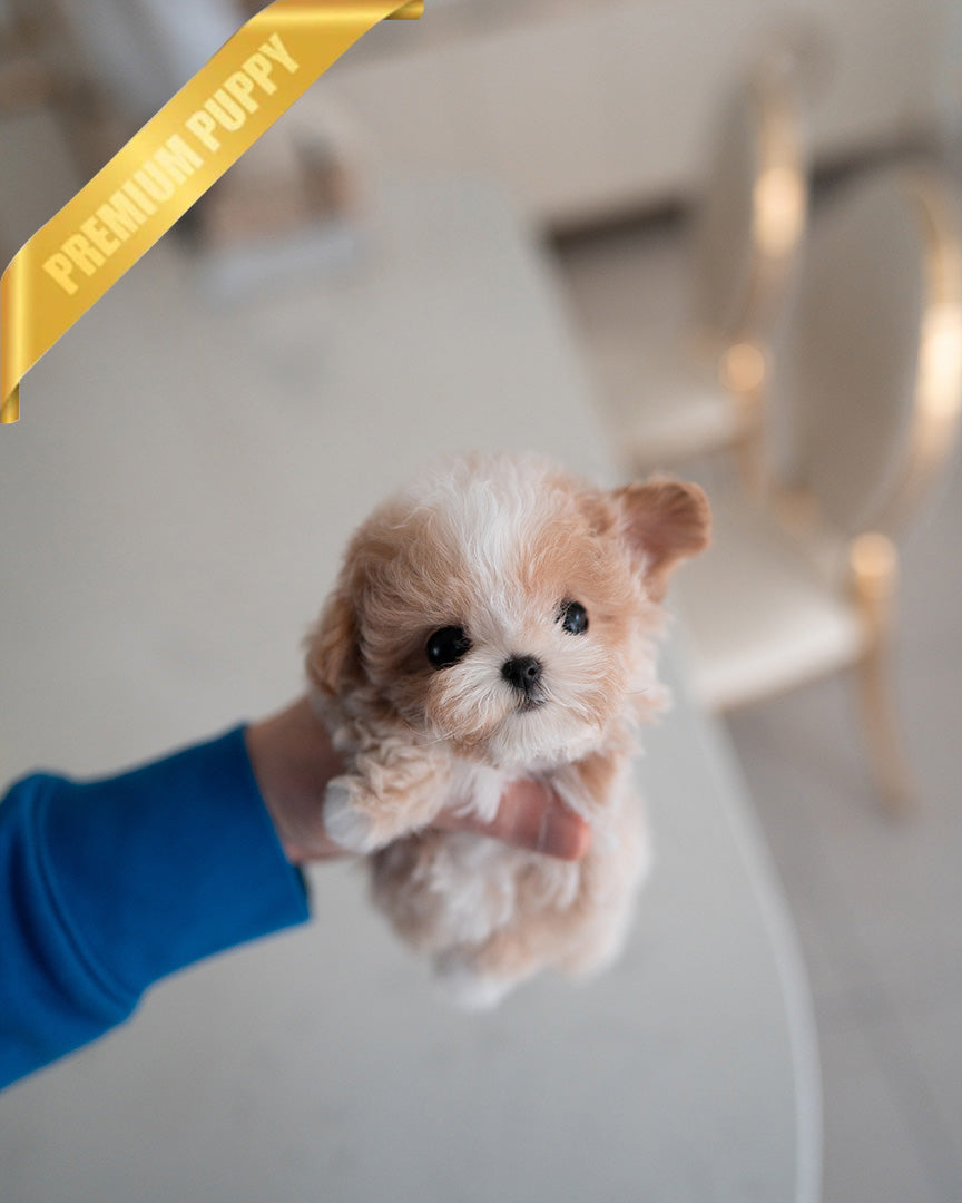 Biscuit, a Maltipoo puppy