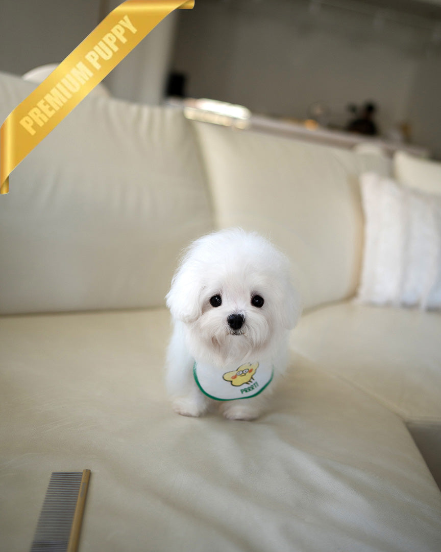 Bomi, a Coton De Tulear puppy