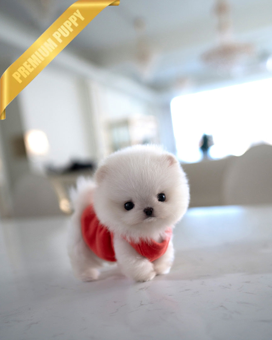 Boo, a Pomeranian puppy