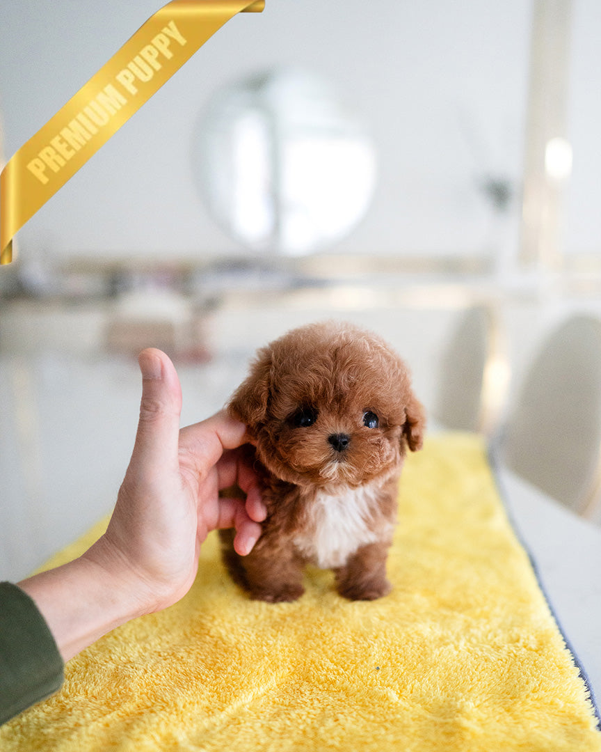 Boomer, a Maltipoo puppy