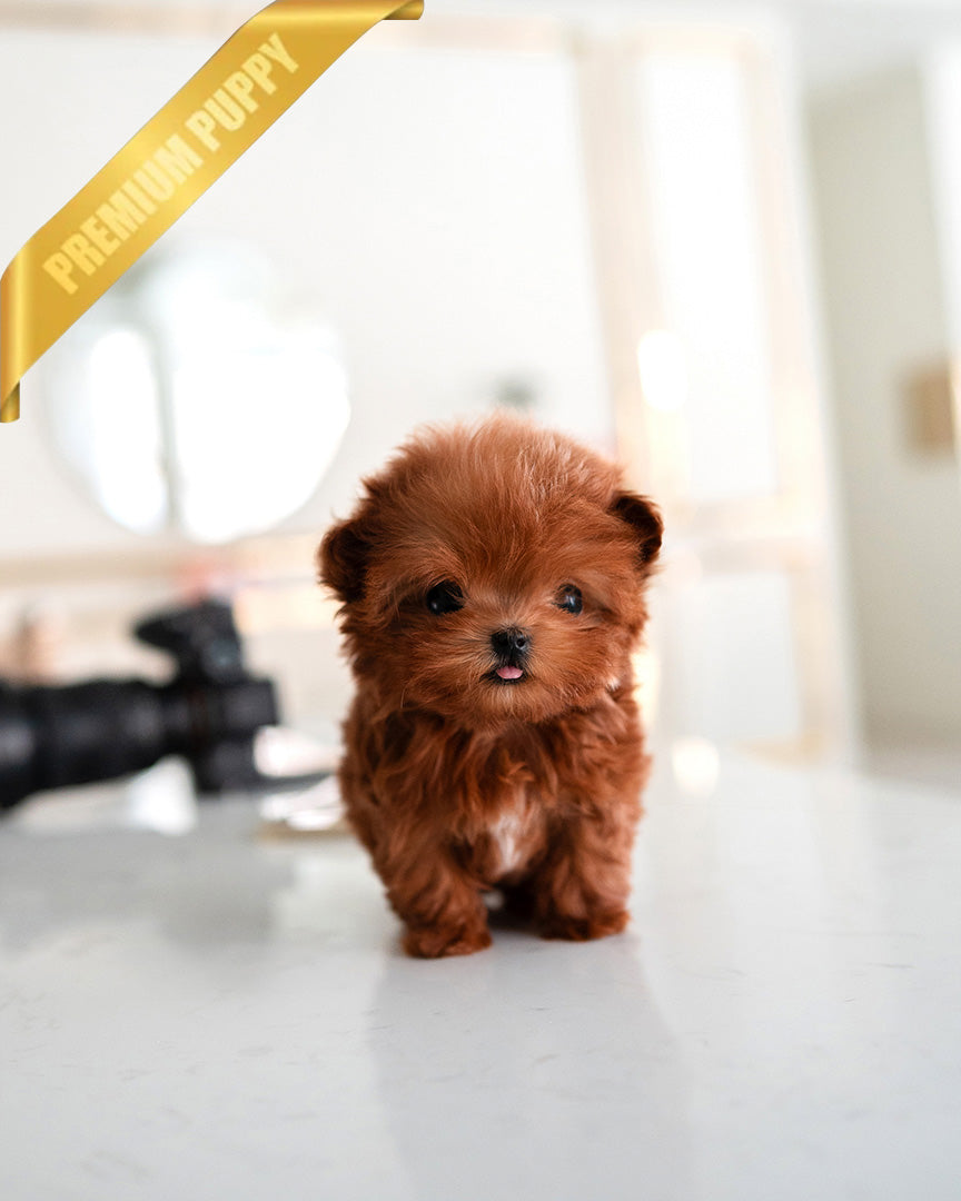 Boomer, a Maltipoo puppy