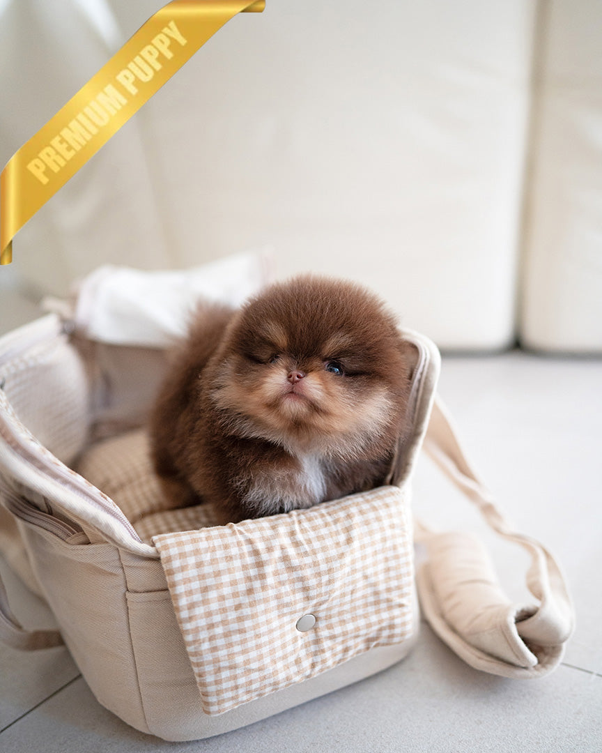 Brownie, a Pomeranian puppy