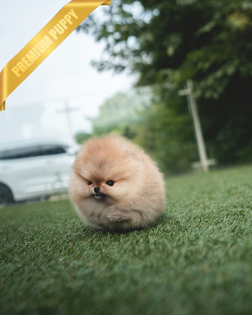 Butters, a Pomeranian puppy