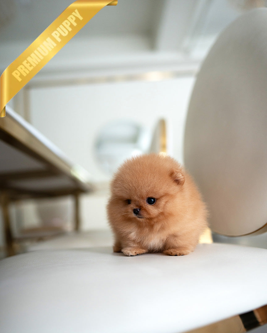 Butters, a Pomeranian puppy