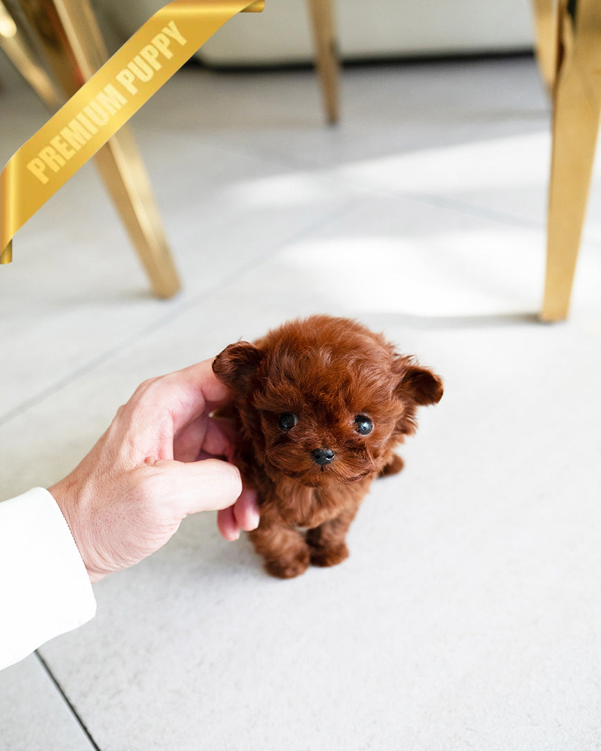 Camille, a Maltipoo puppy