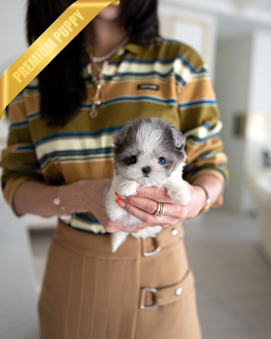 Celine, a Maltipoo puppy