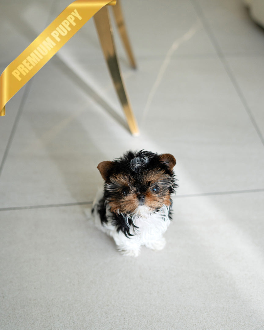 Celine, a Morkie puppy