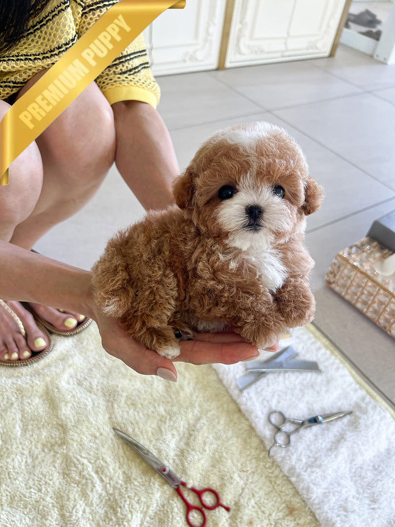 Chanel, a Maltipoo puppy