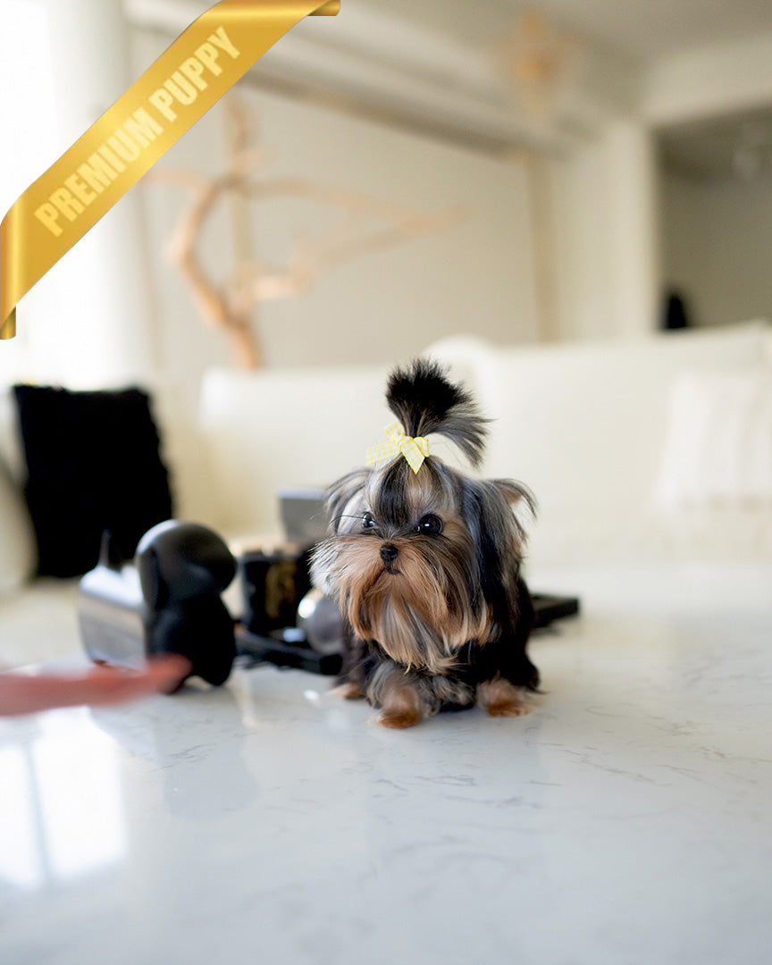 Chanel, a Yorkie puppy