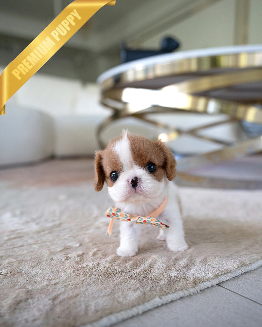 Charlotte, a Cavalier King Charles Spaniel puppy