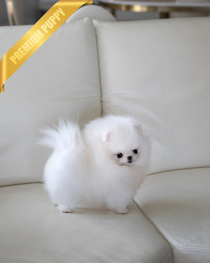 Cher, a Pomeranian puppy