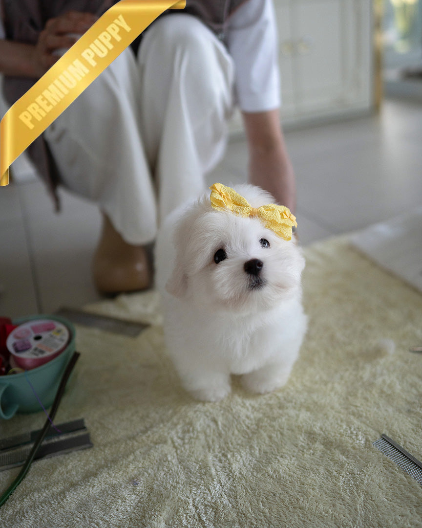 Chico, a Coton De Tulear puppy