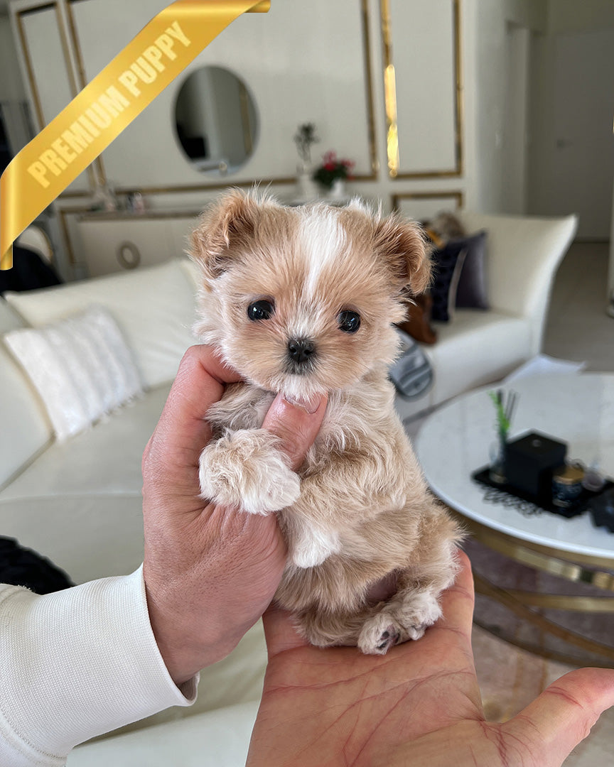 Chloe, a Maltipoo puppy