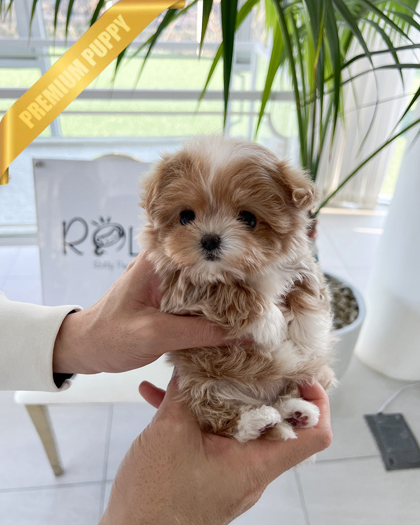 Chloe, a Maltipoo puppy