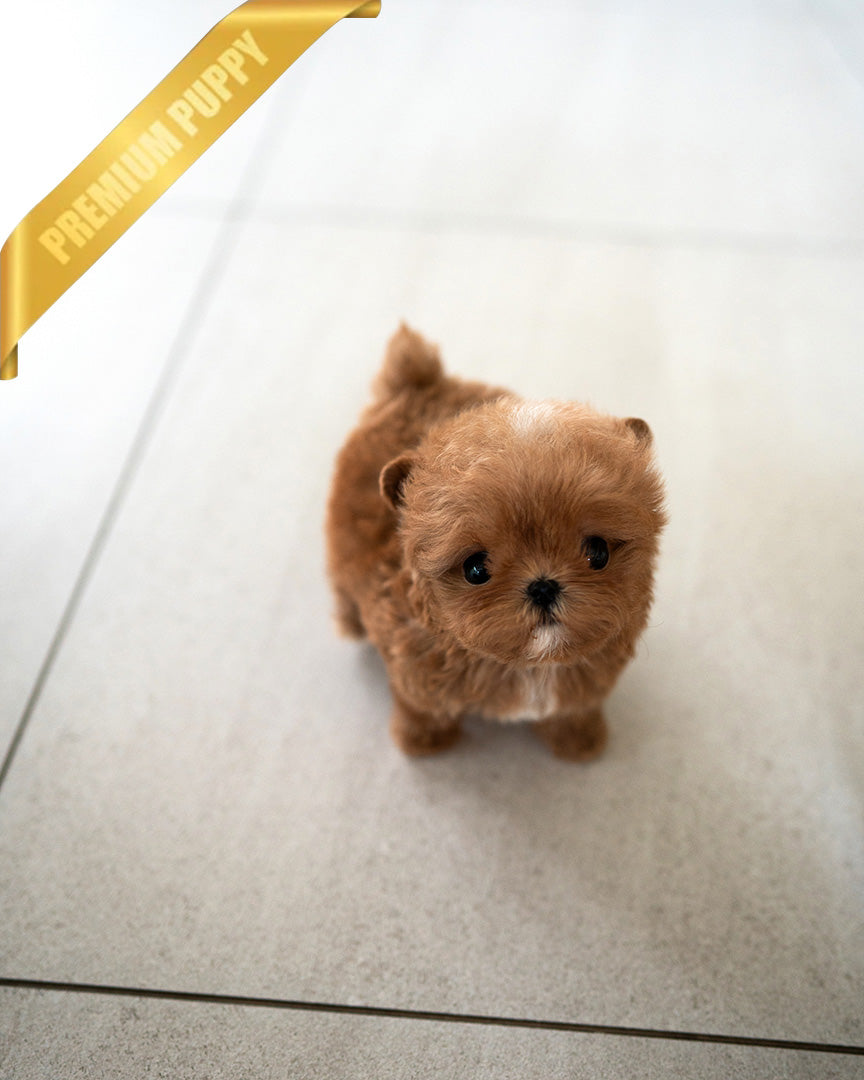 Chloe, a Maltipoo puppy