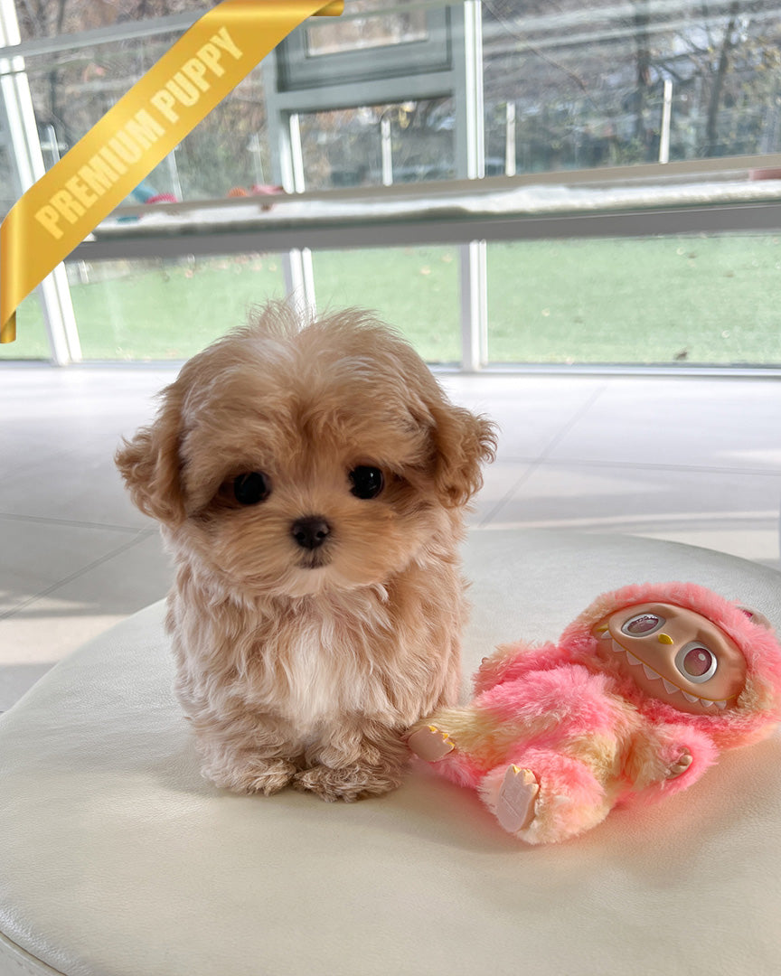 Chloe, a Maltipoo puppy