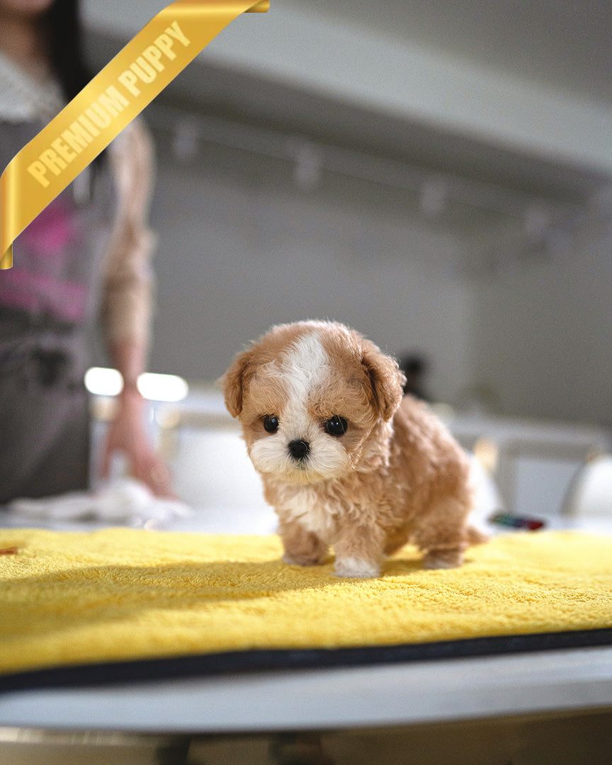 Chloe, a Maltipoo puppy