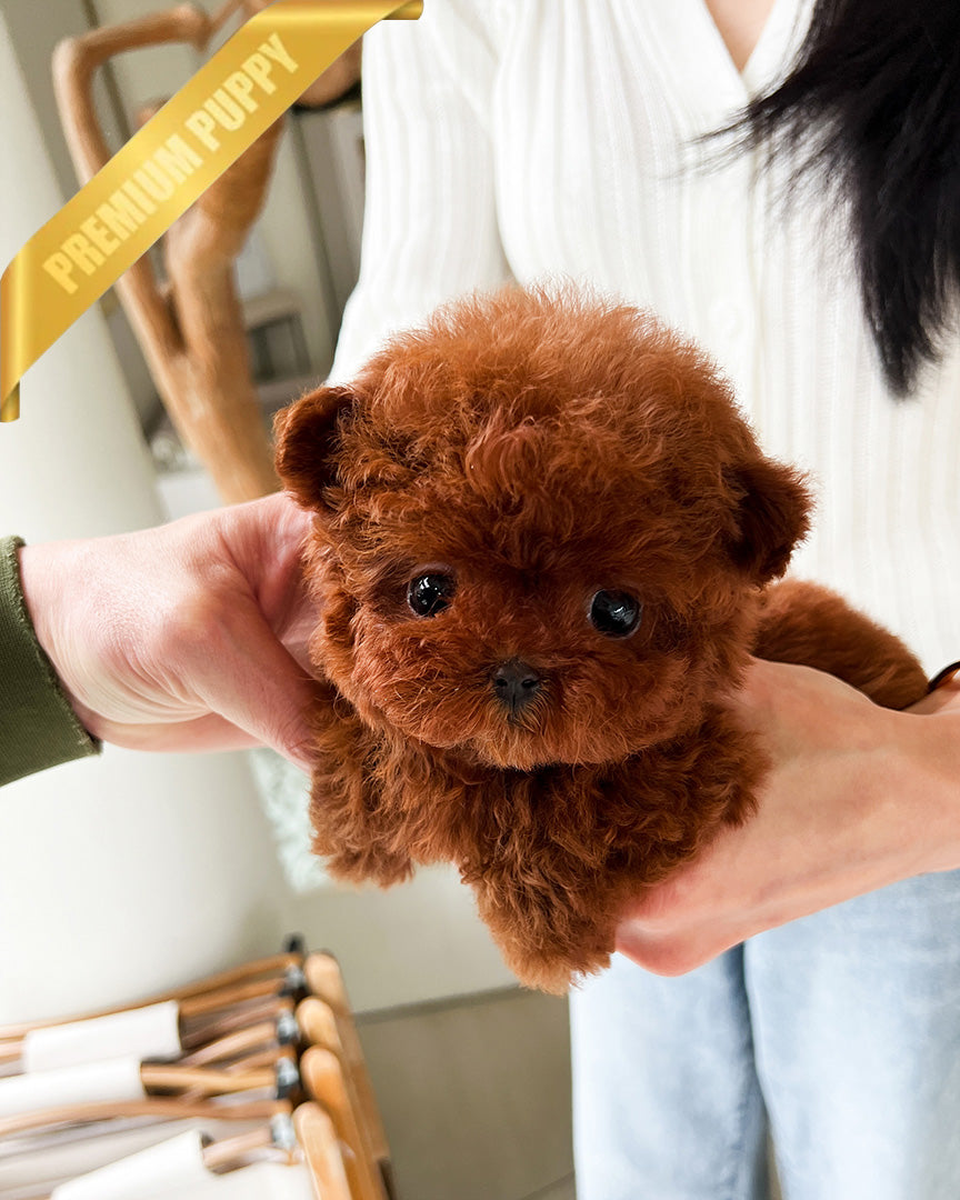 Cinnamon, a Poodle puppy