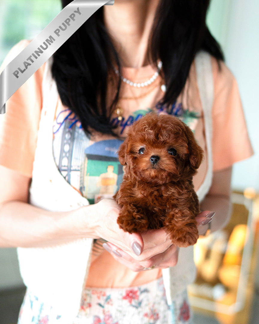 Cinnamon, a Poodle puppy