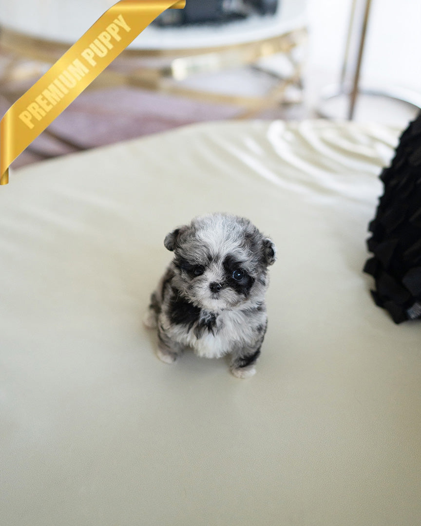 Coco, a Poodle puppy