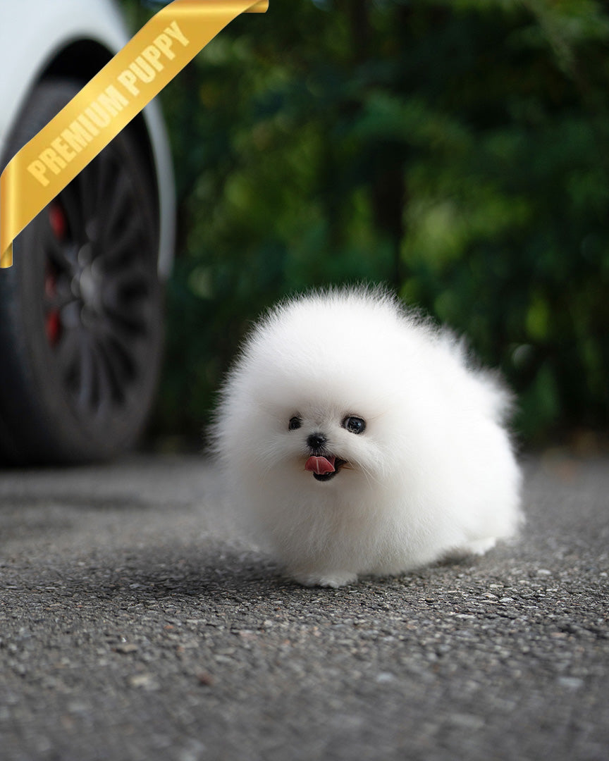Coco photo 1