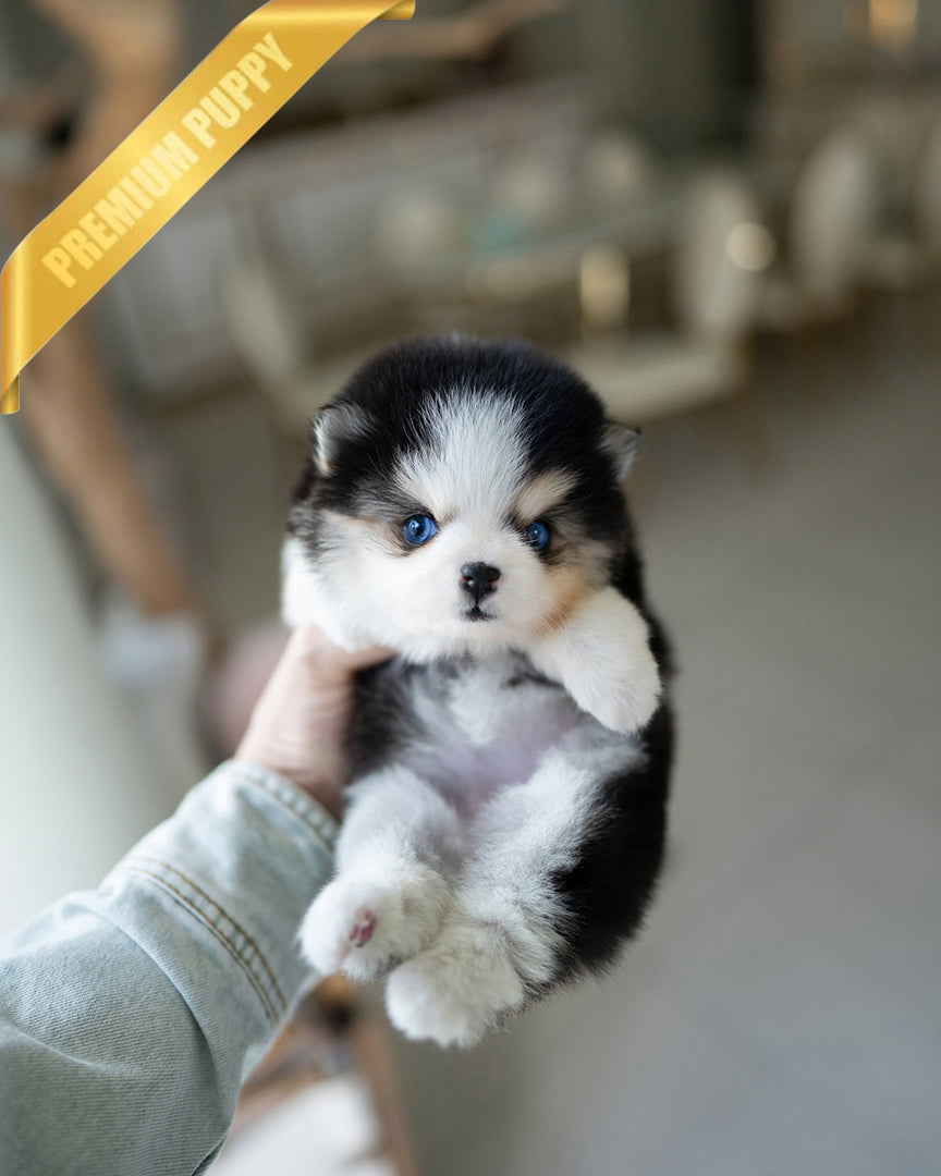Coco photo 1