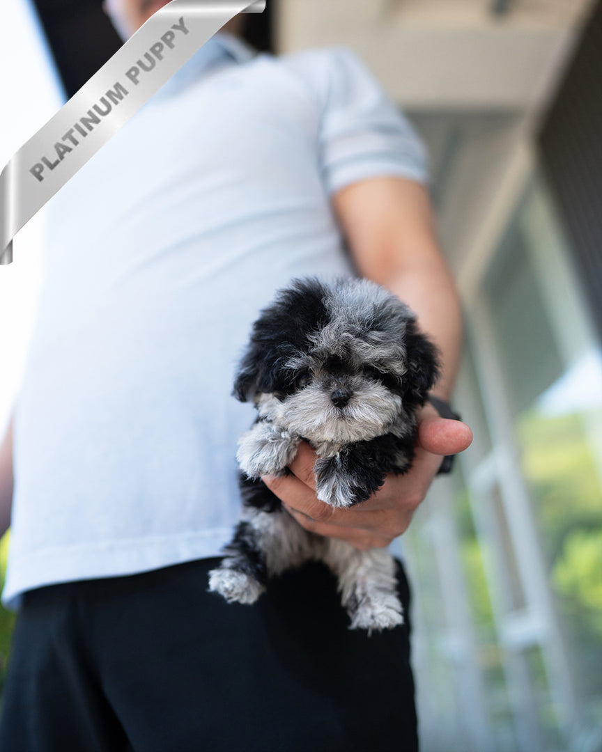 Coco photo 1