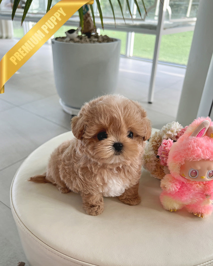 Coco, a Maltipoo puppy