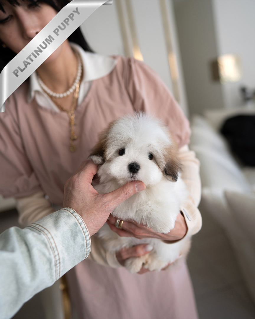 Colette, a Coton De Tulear puppy