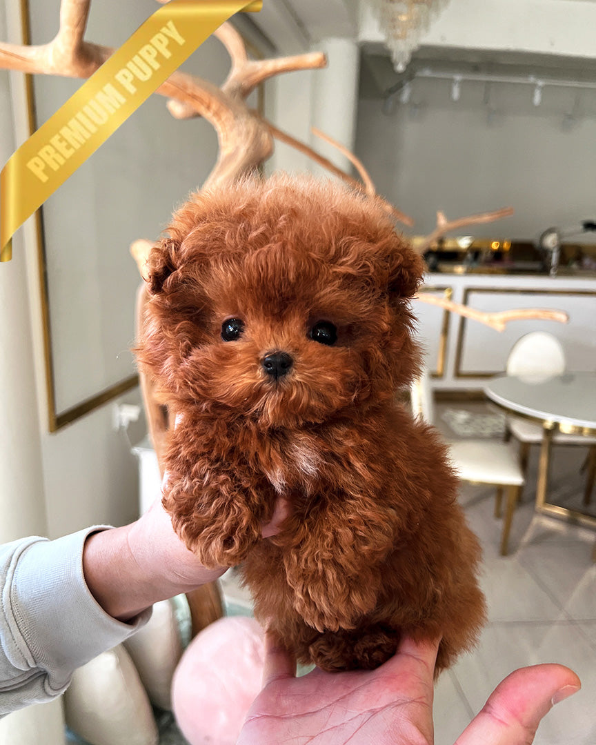 Cooper, a Maltipoo puppy