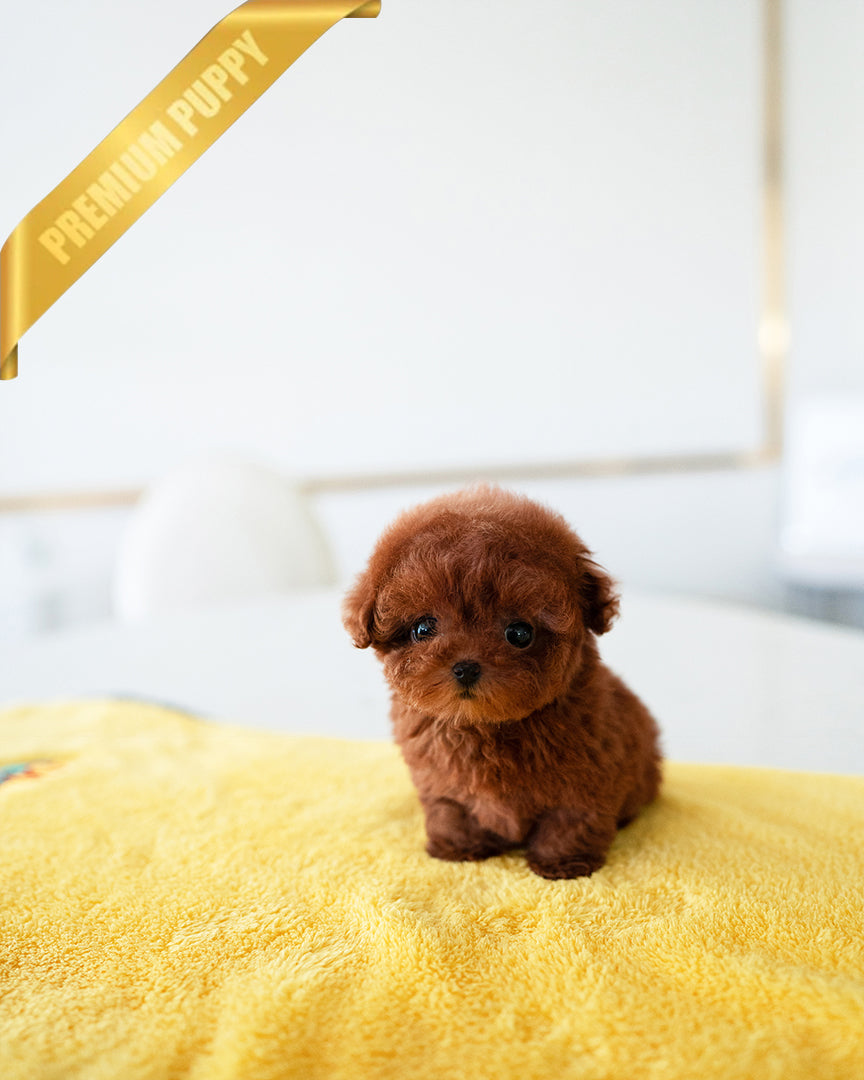 Daphne, a Poodle puppy