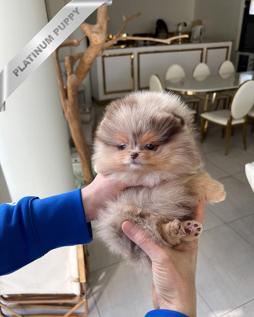 Diana, a Pomeranian puppy