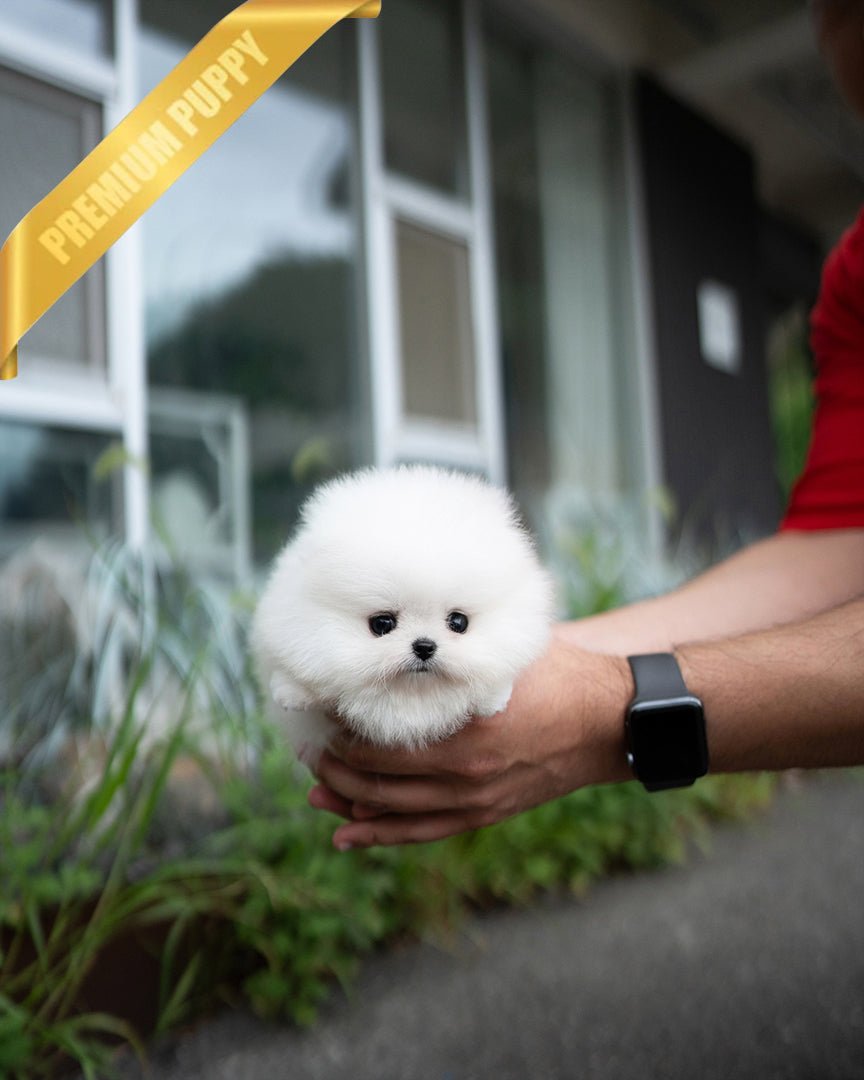 Diana, a Pomeranian puppy